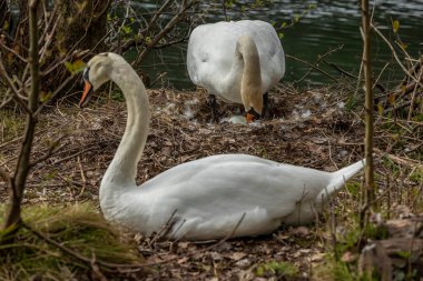 Kuğular, Anatidae familyasının Cygnus cinsi içinde bulunan kuşlardır..