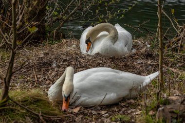 Kuğular, Anatidae familyasının Cygnus cinsi içinde bulunan kuşlardır..