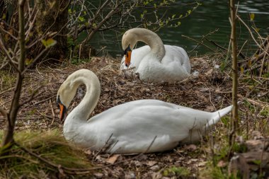 Kuğular, Anatidae familyasının Cygnus cinsi içinde bulunan kuşlardır..