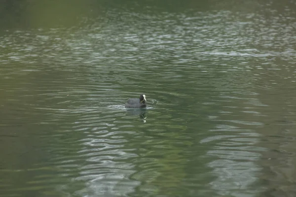 stock image Coots are medium-sized water birds that are members of the rail family, Rallidae.