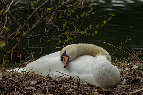 Swans Uma Espécie Ave Família Anatidae — Fotografia de Stock