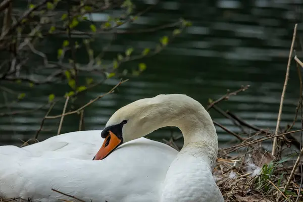 Labutě Jsou Ptáci Čeledi Anatidae Rodu Cygnus — Stock fotografie