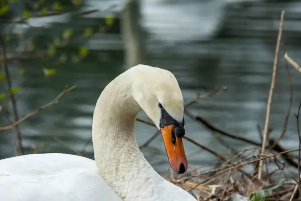 Swans Uma Espécie Ave Família Anatidae — Fotografia de Stock
