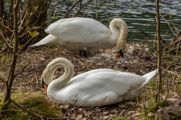 Kuğular, Anatidae familyasının Cygnus cinsi içinde bulunan kuşlardır..