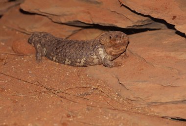 Tiliqua rugosa ya da kısaca kısaca Tiliqua rugosa, Avustralya 'ya özgü kısa kuyruklu, yavaş hareket eden, mavi dilli bir sürüngen türüdür..