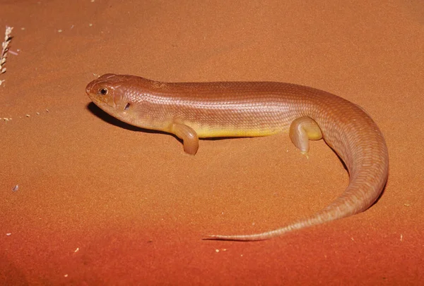 Pilbara Crevice Skink Egernia Pilbarensis 스컹크의 일종으로 Scincidae 서식하는 도마뱀이다 로열티 프리 스톡 이미지
