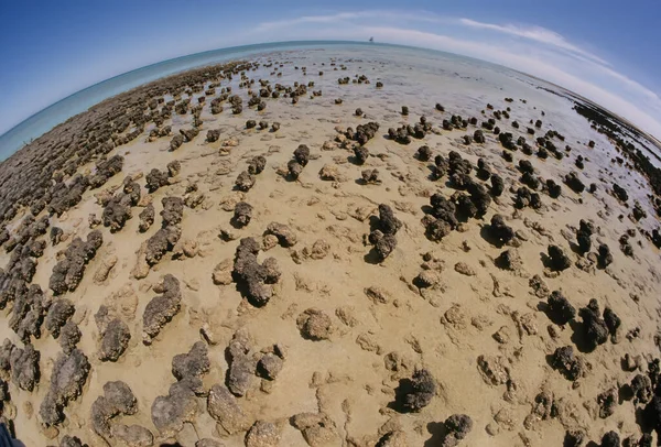 Stromatolity Lub Stromatolity Starożytnej Greki Strmy Strmaty Warstwa Warstwa Ltos — Zdjęcie stockowe