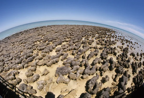 Stromatolites Stromatoliths จากภาษากร กโบราณ สตรอม สตร เลเยอร นสตราตร และ Lthos — ภาพถ่ายสต็อก