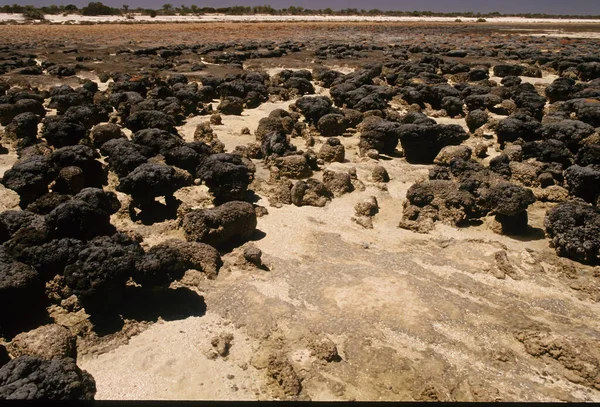 Stromatolitler Veya Stromatolitler Antik Yunanca Strma Strmatos Katman Stratum Ithos — Stok fotoğraf