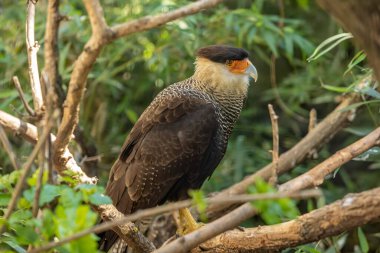 Caracara (
