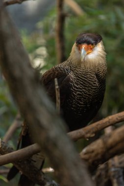 Caracara (