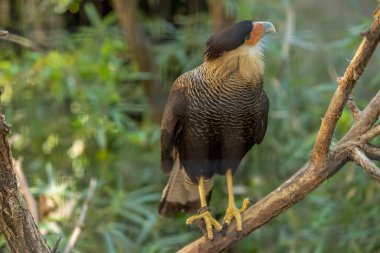 Caracara (