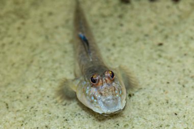 Çubuklu çamur kaptanı (Periophthalmus argentilineatus), Hint Okyanusu 'nun Afrika kıyılarında yaşayan, deniz ve tuzlu suda yaşayan bir çamur kaptanı türüdür.