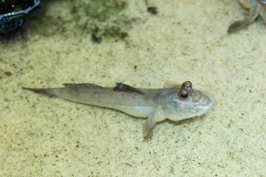 Çubuklu çamur kaptanı (Periophthalmus argentilineatus), Hint Okyanusu 'nun Afrika kıyılarında yaşayan, deniz ve tuzlu suda yaşayan bir çamur kaptanı türüdür.