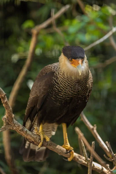 Crested Caracara Caracara Plancus Bird Prey Family Falconidae Found Southern — Stock Photo, Image