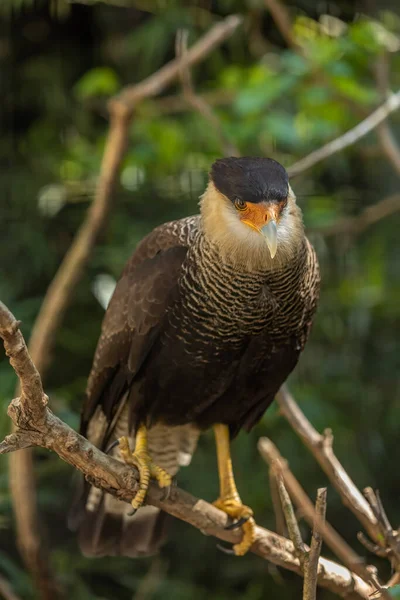 Caracara Crête Caracara Plancus Est Oiseau Proie Famille Des Falconidae — Photo