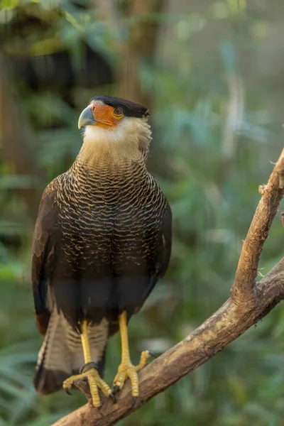 Caracara Plancus 是猎鹰科的一种捕食鸟类 牠们从美国南部经由中美洲和南美洲到达火地岛 — 图库照片