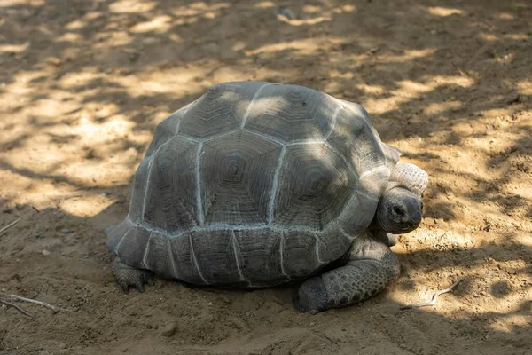 Kaplumbağalar Testudin Olarak Bilinen Bir Sürüngen Türüdür Kabuklarından Gelişen Özel — Stok fotoğraf