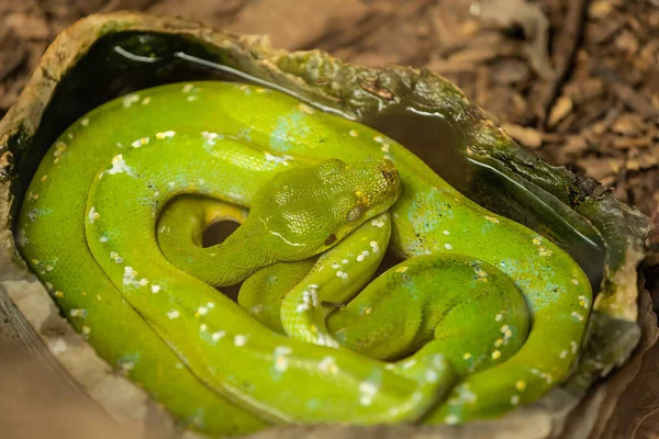 緑色のツリーPython Morelia Viridis 科のヘビの一種です — ストック写真