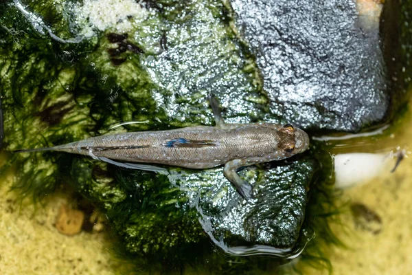 Barred Mudskipper Periophthalmus Argentilineatus Silverlined Mudskipper Species Mudskippers Native Marine — Stock Photo, Image