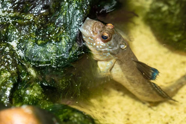 stock image The barred mudskipper (Periophthalmus argentilineatus) or silverlined mudskipper is a species of mudskippers native to marine, fresh and brackish waters from the African coast of the Indian Ocean