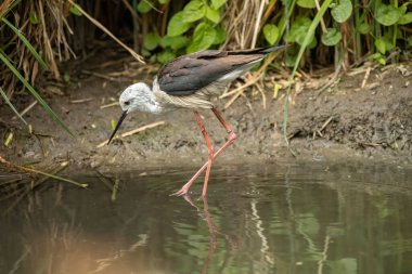Bayağı uzunbacak (Himantopus himantopus) yaygın olarak dağıtılan çok uzun bacaklı wader kılıçgaga ve Uzunbacak ailesi (Recurvirostridae olduğunu).