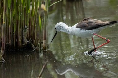 Bayağı uzunbacak (Himantopus himantopus) yaygın olarak dağıtılan çok uzun bacaklı wader kılıçgaga ve Uzunbacak ailesi (Recurvirostridae olduğunu).