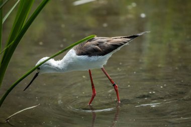 Bayağı uzunbacak (Himantopus himantopus) yaygın olarak dağıtılan çok uzun bacaklı wader kılıçgaga ve Uzunbacak ailesi (Recurvirostridae olduğunu).