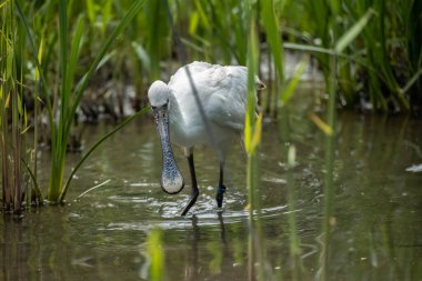 Avrasya kaşık gagası (