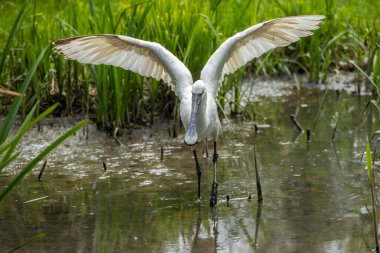 Avrasya kaşık gagası (