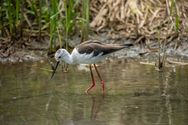 Bayağı uzunbacak (Himantopus himantopus) yaygın olarak dağıtılan çok uzun bacaklı wader kılıçgaga ve Uzunbacak ailesi (Recurvirostridae olduğunu).