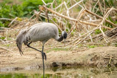 The common crane (Grus grus), also known as the Eurasian crane, is a bird of the family Gruidae, the cranes.