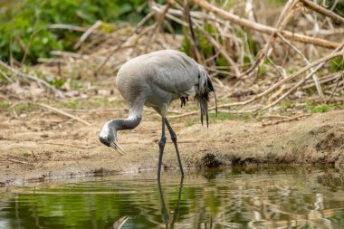 The common crane (Grus grus), also known as the Eurasian crane, is a bird of the family Gruidae, the cranes.