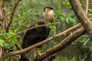 Caracara (
