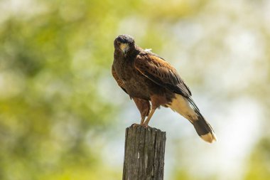 Harris şahini (Parabuteo unicinctus), eskiden körfez kanatlı şahin, esmer şahin ve bazen bir kurt şahini olarak bilinen ve Latin Amerika 'da peuco olarak bilinen şahin.