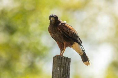 Harris şahini (Parabuteo unicinctus), eskiden körfez kanatlı şahin, esmer şahin ve bazen bir kurt şahini olarak bilinen ve Latin Amerika 'da peuco olarak bilinen şahin.