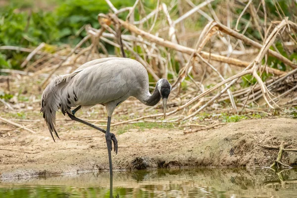 Common Crane Grus Grus Also Known Eurasian Crane Bird Family — стоковое фото