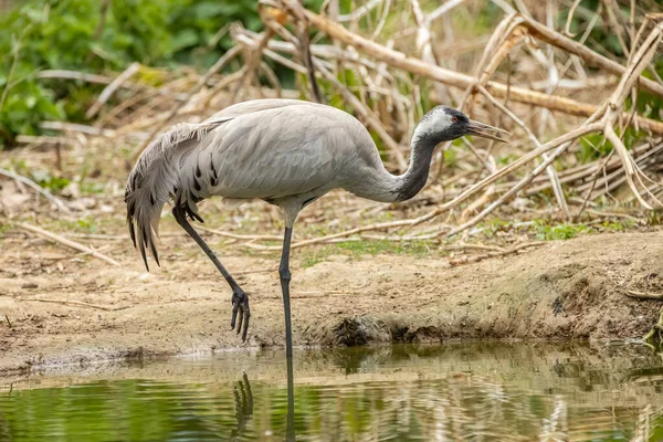 Common Crane Grus Grus Also Known Eurasian Crane Bird Family — стоковое фото