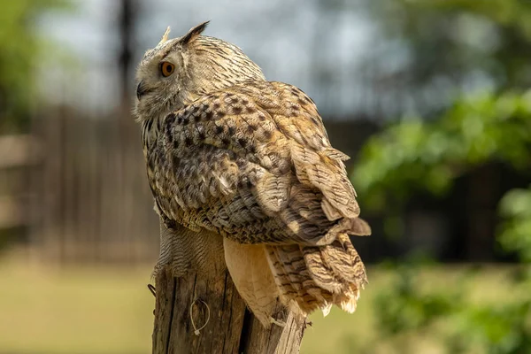 Eurasian Eagle Owl Bubo Bubo Species Eagle Owl Resides Much — Stock Photo, Image