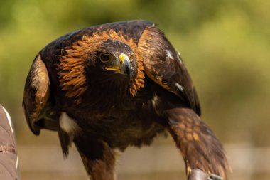 Altın Kartal (Aquila chrysaetos), Kuzey Yarımküre 'de yaşayan bir yırtıcı kuş türüdür..