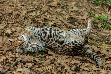 Oselot (Leopardus pardalis), orta büyüklükte, 4050 cm 'ye ulaşan bir benekli kedidir. 