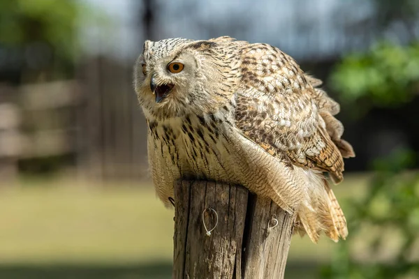 Eurasian Eagle Owl Bubo Bubo Species Eagle Owl Resides Much — Stock Photo, Image