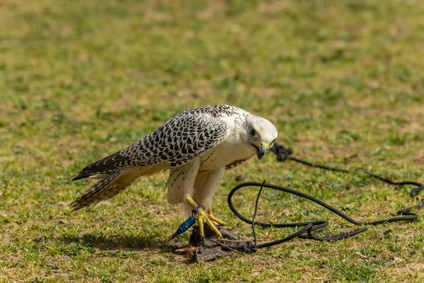 Gyrfalcon Falco Rusticolus Atmacagiller Arasında Büyük Olanıdır Kısaltma Girdabı Kullanılır — Stok fotoğraf