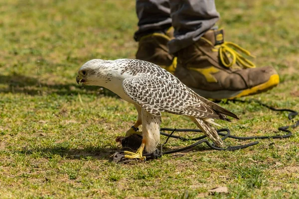 Faucon Gerfaut Falco Rusticolus Grande Espèce Faucon Est Oiseau Proie — Photo