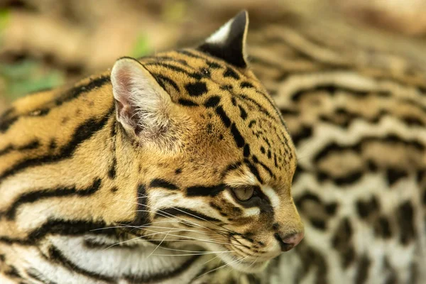 Ocelote Leopardus Pardalis Gato Salvaje Tamaño Mediano Que Alcanza Los —  Fotos de Stock