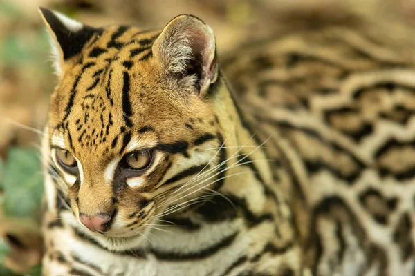 Ocelot Leopardus Pardalis Est Chat Sauvage Tacheté Taille Moyenne Qui — Photo
