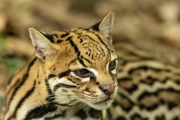Ocelote Leopardus Pardalis Gato Salvaje Tamaño Mediano Que Alcanza Los —  Fotos de Stock