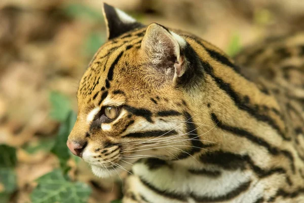 Ocelot Leopardus Pardalis Egy Közepes Méretű Foltos Vadmacska Amely Eléri — Stock Fotó