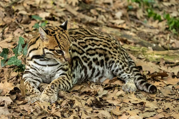 Ocelote Leopardus Pardalis Gato Salvaje Tamaño Mediano Que Alcanza Los — Foto de Stock