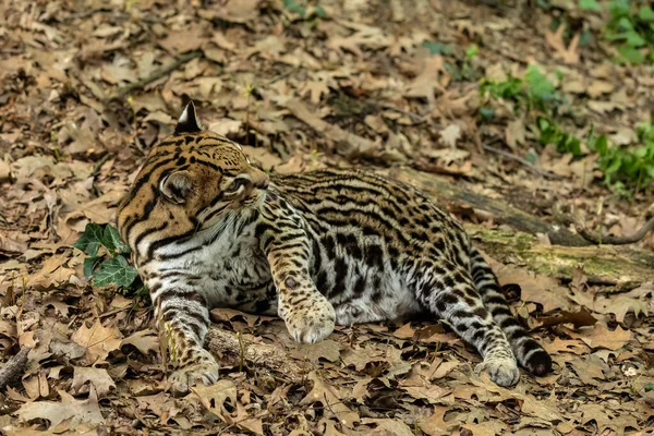 Ocelot Leopardus Pardalis Medelstor Fläckig Vild Katt Som Når 4050 — Stockfoto